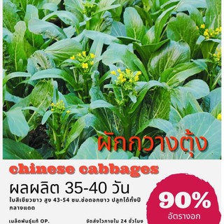 เมล็ดพันธุ์ ผักกาดกวางตุ้ง ผักกวางตุ้งดอก 5000 เมล็ด กวางตุ้ง (ซื้อ 10 แถม 1 คละอย่างได้)