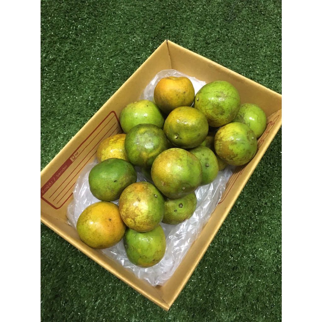 ส้มสายน้ำผึ้ง [ ใช้คั้นน้ำ  เบอร์ลาย] ขอคนเข้าใจส้มเบอร์ลาย – ส้มสำหรับคั้นน้ำขาย