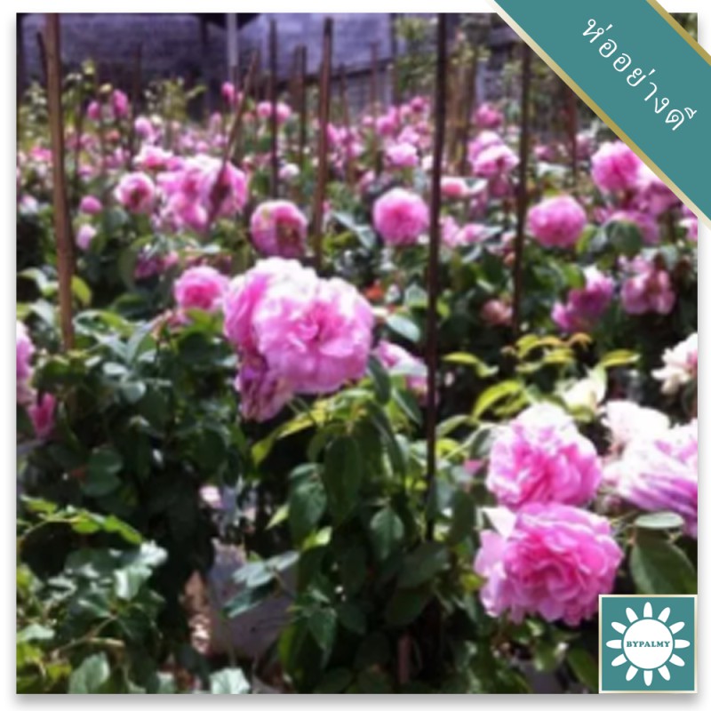 20 เมล็ด เมล็ดพันธุ์ กุหลาบ พันธุ์ Bishop's Castle Rose Seeds