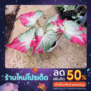 รวมบอนสี ชายชลเบบี้ มัฆวานรังสรรค์ พระนคร จุลพล ถุงเงินถุงทอง บอนสีหายาก ราชินีไม้ใบ บอนสีราคาถูก