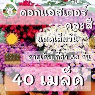 เมล็ดอวบอ้วน100%เมล็ดพันธุ์ ดอกแอสเตอร์ คละสี 200 เมล็ด Powder Puff Aster Flower Seed เมล็ดพันธุ์แท้ ปลูกง่าย ไม่กลายพัน