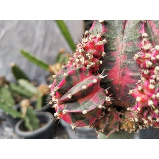 Pink​ Japan​  หน่อเด็ดสด​ 1​ หน่อ​ Gymnocalycium​ ยิมโนด่าง​ โคลน​ พิงค์เจแปน กระบองเพชร​ แคคตัส​ ไม้อวบน้ำ​ ชำหน่อ