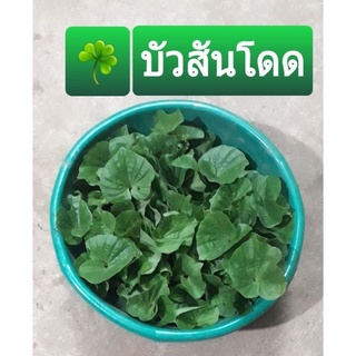 หมด☘บัวสันโดด👉หัวละ20฿📌ขายถูกๆ