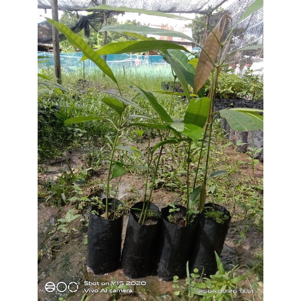 ต้นมะม่วงไข่โบราณเพาะเมล็ดขายเป็นชุด 4ถุง 100 บาท