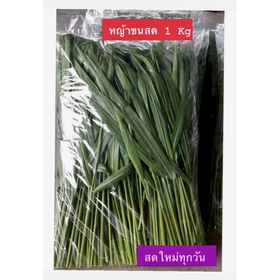 หญ้าขนสดเขียวๆ  1กิโลกรัม ออเเกนิค ตัดสดทุกวันจ้า