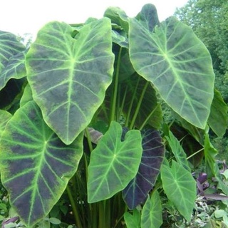 แบล็คบิวตี้ Colocasia esculenta var. antiquorum Thai Black Beauty