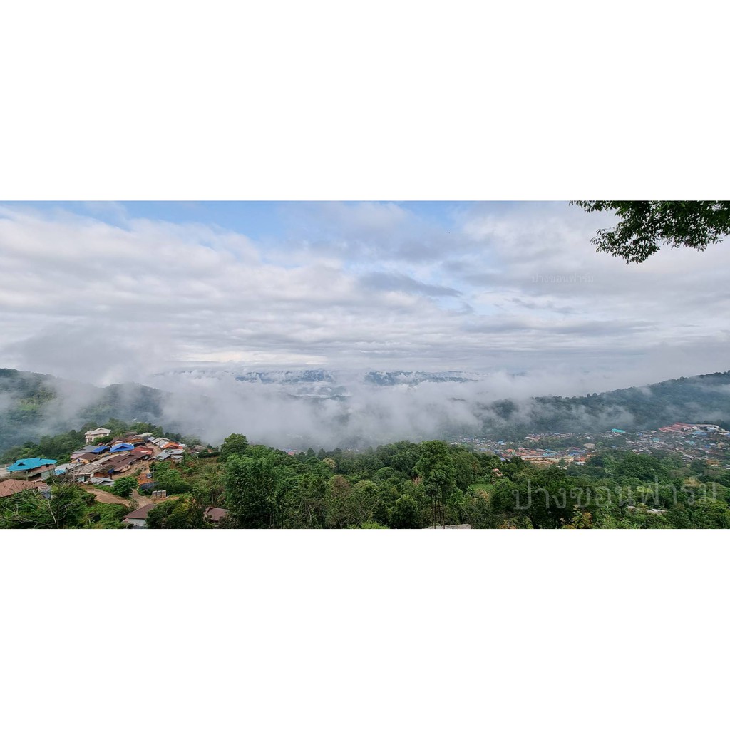 เมล็ดกาแฟคั่วดอยปางขอน อาราบิก้า 100% กลางเข้ม (1X200g.) - รูปที่ 6