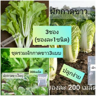 เมล็ด 🌱ผักกาดขาว 3แบบ [ชุดละ3ซองซองละ1ชนิด]​ เมล็ดพันธุ์