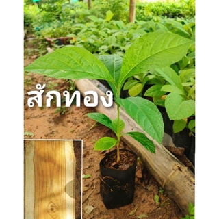 สักทอง ไม้เนื้อเเข็งราคาดี เป็นที่ต้องการของตลาด,เนื้อไม้สีเหลืองทอง