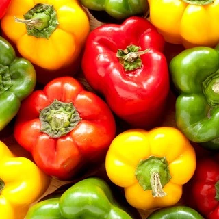 เมล็ดพริกหวาน คละสี/ส้ม/ม่วง/เหลือง/แดง 50-140 เมล็ด Bell Pepper Color เมล็ดนำเข้า สายพันธุ์ OP