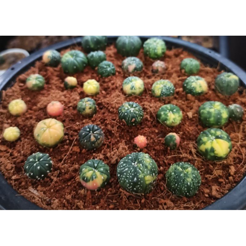 แอสโตรด่าง  มีให้เลือกเยอะมาก (astrophytum asterias variegated) #แอสโตรด่าง  #cactus #แอสโตรด่างสวยๆ