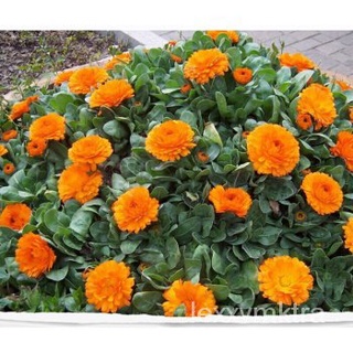 TAIWAN POT MARIGOLD SEEDS FLOWER SEEDS GODDESS VEGETABLE FLOWER FRUIT HERB SEED Calendula officinalis เมล็ดหมวก/ผักกาดหอ