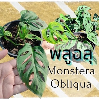 1 ต้น พลูฉลุ Monstera obliqua ต้นไม้ในร่ม ต้นไม้ฟอกอากาศ  ไม้มงคล จัดส่งพร้อมกระถาง 1-3 วันได้รับ