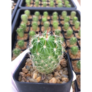 Cactus Echinofossulocactus Phyllacanthus #แคคตัสคลื่นสมอง ไม้เมล็ด#กระบองเพชร#พืชทนแล้ง#ไม้ประดับ#ไม้หนาม#หนามโหด