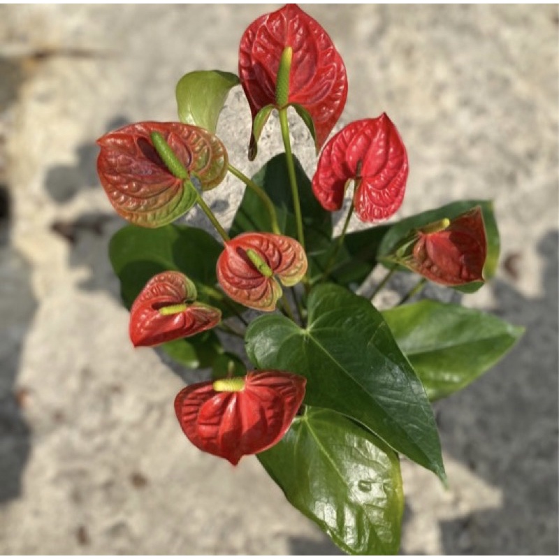 🌺ดอกแดง ดอกหน้าวัว ดอกสีแเดงกอใหญ่ Anthurium andraeanum Lind ดอกแข็งแรง รากแน่นๆ กระถาง 4 -5 นิ้วพร้อมส่ง