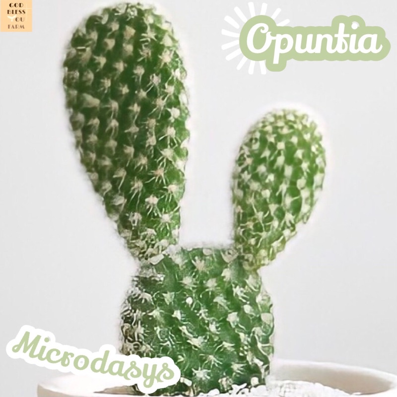 [หูกระต่ายขาว] Opuntia Microdasys ส่งพร้อมกระถาง White Bunny Ears แคคตัส ทะเลทราย ไม้อวบน้ำ Cactus Succulents ทนแดด