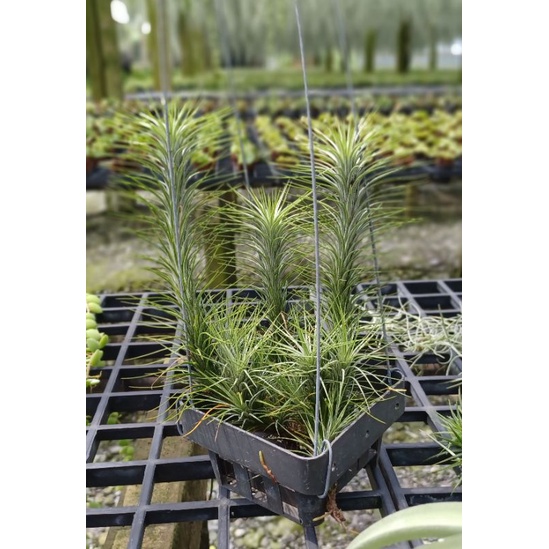 Tillandsia funckiana ส่งพร้อมกระถาง