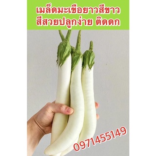 เมล็ดพันธ์ุมะเขือยาวสีขาวติดดกสีสวยปลูกง่าย