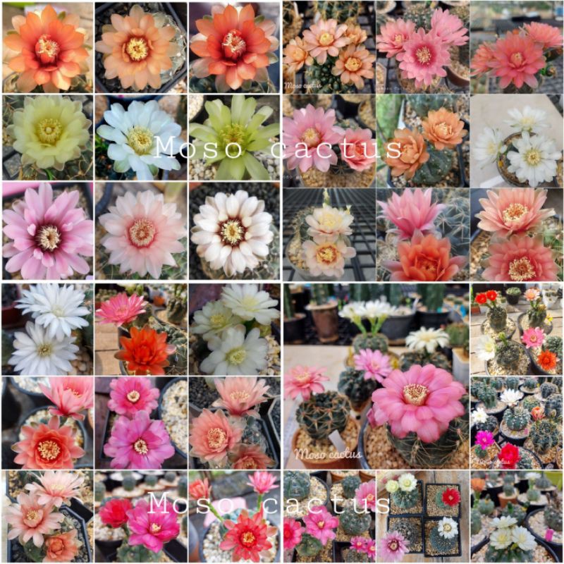 เมล็ดบัลเดียนัม สีผสม ตามรูป จำนวน 155 เมล็ด   พิเศษ 79 ฿ ราคา ถูกที่สุด ดีลบีเคเค แกลเลอรีภาพที่ 6