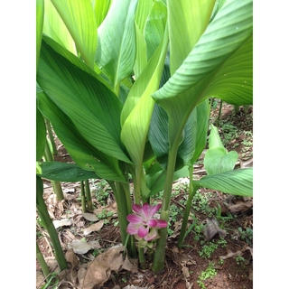 ว่านชักมดลูก หรือชื่อที่เรารู้จักกันดีคือ ว่านทรหด Curcuma comosa ขนาดใหญ่