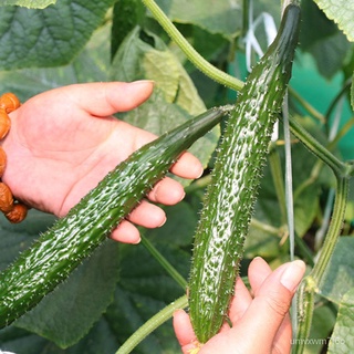 เมล็ดอวบอ้วน100%เมล็ดแตงกวาญี่ปุ่น 15เมล็ด เมล็ดพันธุ์แตงกวาญี่ปุ่น Japanese cucumberเมล็ดพืชคุณภาพสูงSunflowerLycopersi