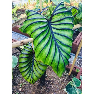 หน้ากากฟาโรห์ (Colocasia Pharaohs Mask) กระถาง 4 นิ้ว