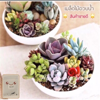 🌟สินค้าขายดี 🌟 🌿เมล็ดไม้อวบน้ำ Succulent คละพันธุ์