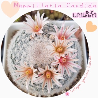 🌸💕mammillaria candida (แคนดิด้า) หนามขาวสวย 📍ไม้สะสม แตกหน่อเอง ดอกสีชมพูขีดสวยมาก 🌸🤍ขนาด 4-5 cm ใหญ่มาก sizeออกดอก 💕