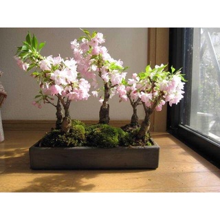 เมล็ดบอนไซซากุระ | Cherry blossom Bonsai 5 เมล็ด