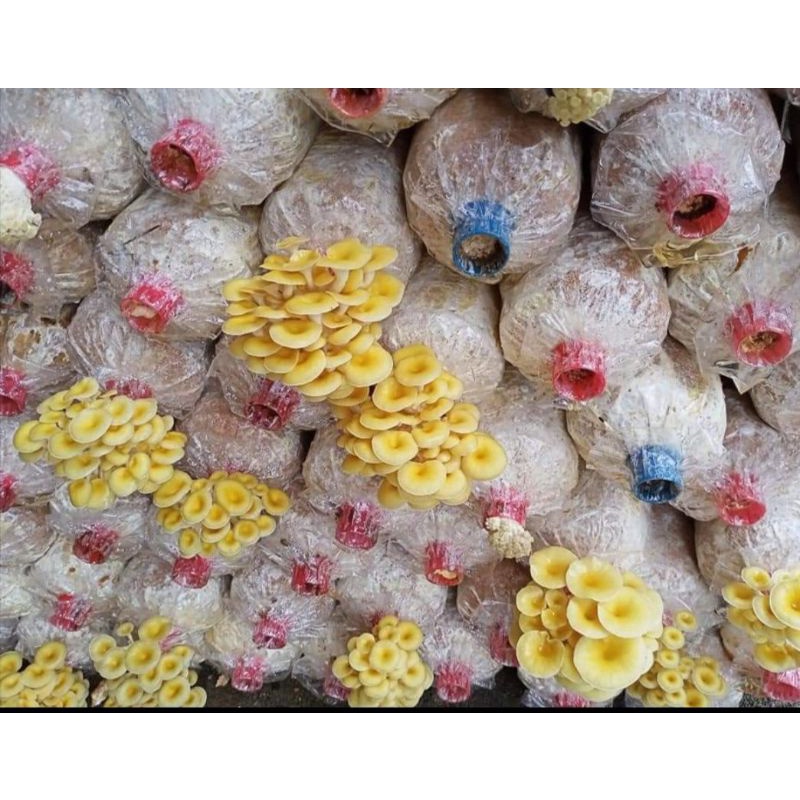 เห็ดนางรมทอง เห็ดคอลลาเจน เห็ดสุขภาพ เซท3ก้อน กรอบหอมรสชาติดี เชื้อ เดิน เต็ม แล้วค่ะ - รูปที่ 3