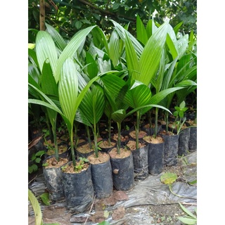 🌴ต้นหมากสูงพันธุ์ ลูกดก 🌱ซื้อ10เเถม1จ้า #พร้อมปลูก#ทานลูก🌴