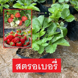 ต้นสตรอเบอรี่ (strawberry) พันธุ์พระราชทาน80 รสหวาน ไม้ดอก ผลรับประทานได้ ขายราคาถูก