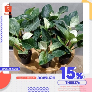 ต้นฟิโลเดนดรอน เบอร์กิ้น คัดต้นรากใบสวย ใส่กระถาง 6 นิ้ว ความสูงต้น 25-35 cm.