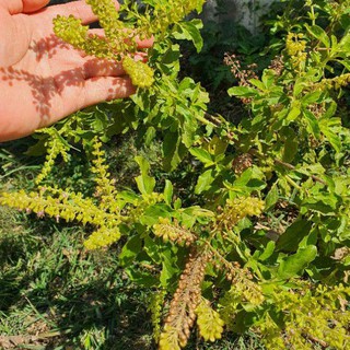 กะเพราป่า🎯ถูกที่สุด9บ.🎈เมล็ดพันธุ์กะเพราป่า 100 เมล็ด☘ปลูกคร…