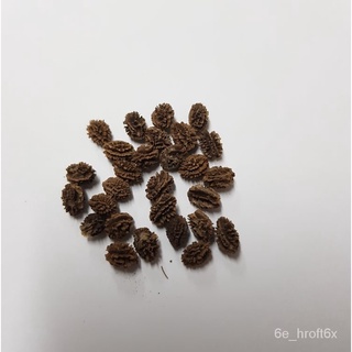 Papaya Seeds - Dwarf Papaya手链/通心菜/木瓜/男装/向日葵/园艺/芹菜/玫瑰/香菜/裙子/ NXMA