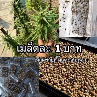 เมล็ดละ 1บาท 🎋เมล็ดพันธุ์กัญชา พันธุ์ไทย 🌿หางกระรอกแดงภูพาน แท้ พร้อมจัดส่ง