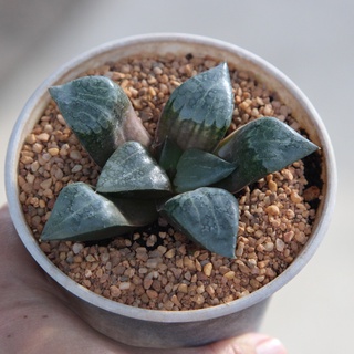 Haworthia Akanko  ขนาด 4-5 เซนติเมตร ในกระถาง 4 นิ้ว 1 ต้น กุหลาบหินนำเข้า ไม้อวบน้ำ