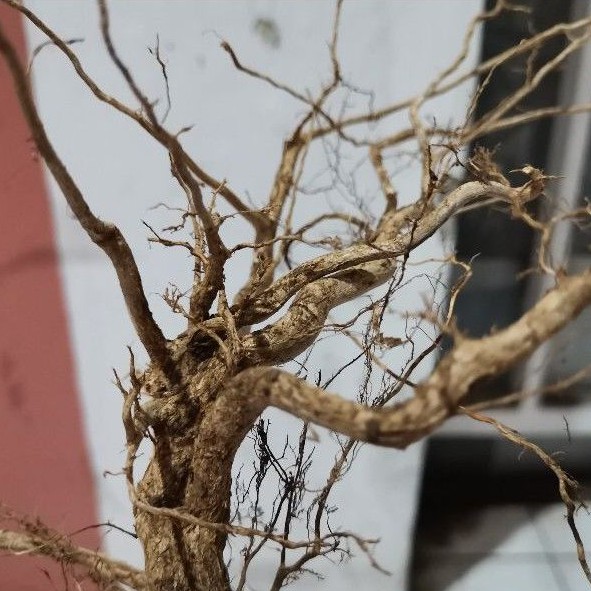 Senggani Aquascape M. รากไม้