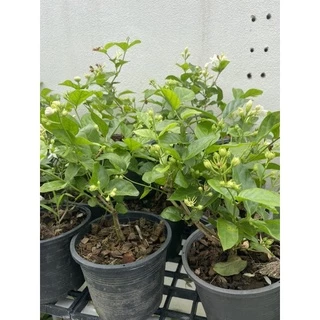 ต้นมะลิลา / มะลิซ้อน กระถาง 6" พร้อมส่ง ต้นแข็งแรง
