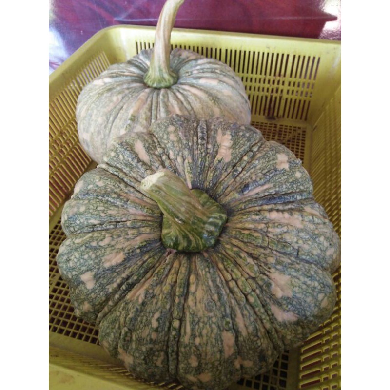 ฟักทองพันธุ์กระข้าวตอกหนักประมาณ 1.7-2.0 กก. 🎃🎃 มันหวานเหนียวนุ่มอร่อยปลอดสารพิษ