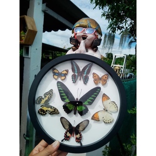 ผีเสื้อ แมลง ของแต่งบ้าน แขวนผนัง คอนโด ห้องรับแขก Home Decor insect butterfly’s gift handmade