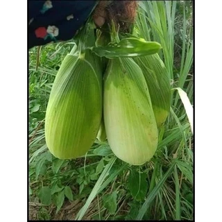 เมล็ดพันธุ์ข้าวโพดแคระสั่ง2ซอง แถม1ซอง