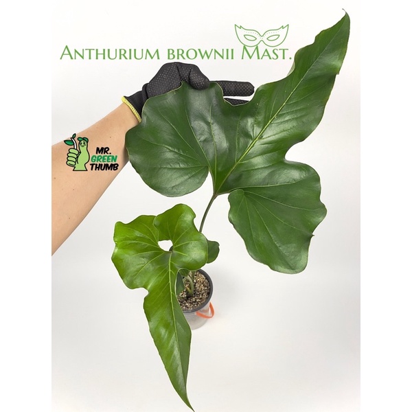 Anthurium brownii หน้าวัวใบทรงเท่เลี้ยงง่าย