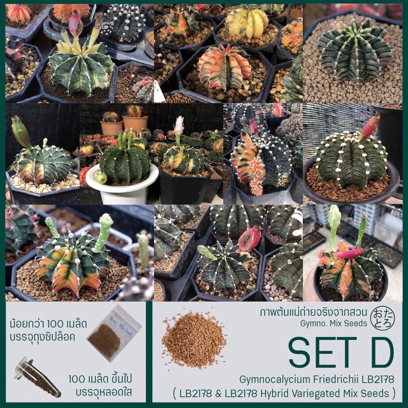 ‼️New SET D เมล็ดละ 3฿, เมล็ดยิมโนฯด่าง LB2178 Hybrid, Gymnocalycium Fiedrichii LB2178 & LB Hybrid V