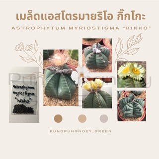 เมล็ดกระบองเพชร เมล็ดแคคตัส เมล็ด Astrophytum myriostigma “Kikko” 10 เมล็ด