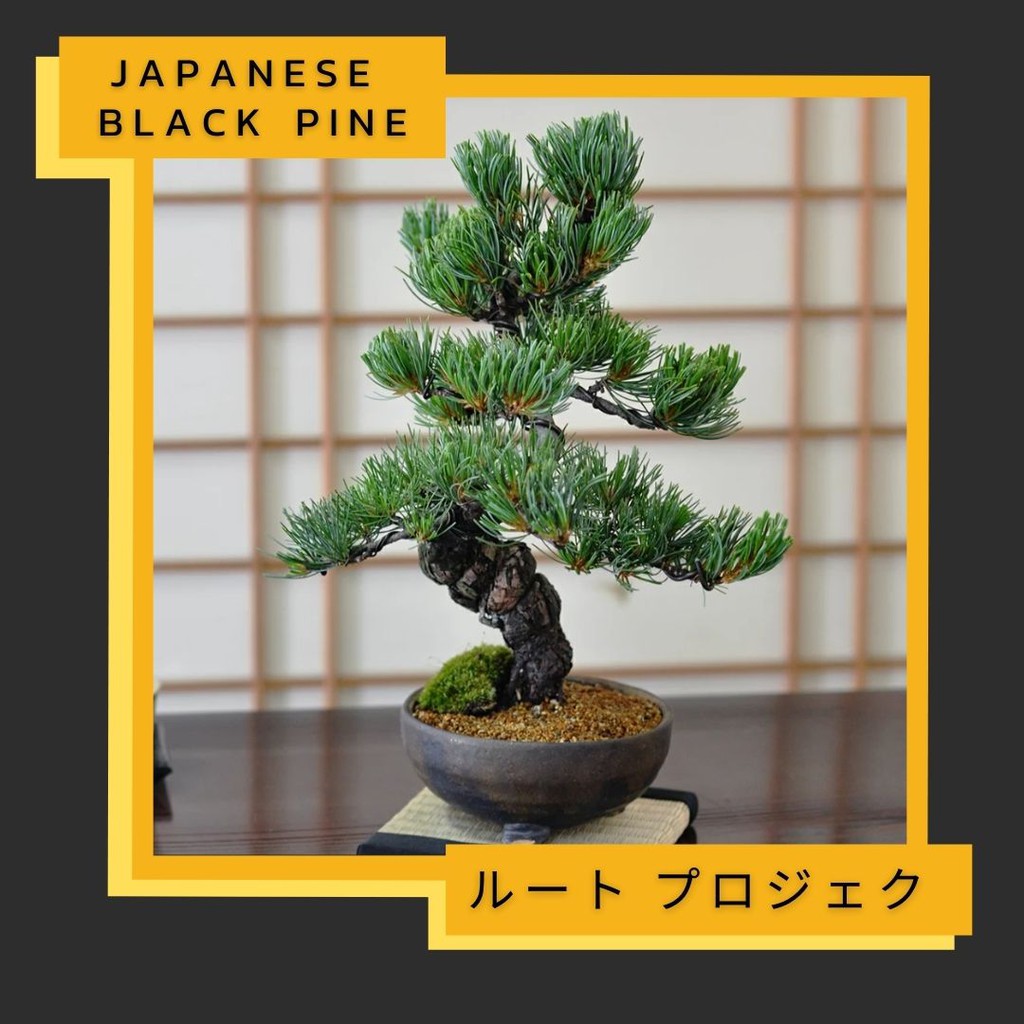 สนดำญี่ปุ่น + ชุดพร้อมปลูก เมล็ด สนดำ และคู่มือการดูแล Japanese black pine seeds starter kit