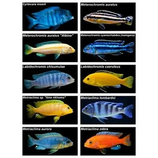 Hikari cichlid staple mini เม็ดลอย 57g. / 250g. อาหารปลาฮิคาริ อาหารปลาหมอสี ปลาหมอ สูตรมาตรฐาน