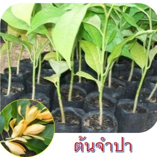 ต้นจำปา(ดอกจำปา) กิ่งทาบ  ต้นพันธุ์สูงประมาณ 70-80cm.(1ต้น)