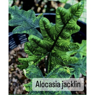 Alocasia(Jacklin)อโลคาเซียแจ็คลิน🔥ราคาถูก🔥