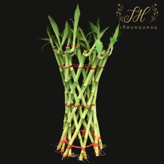 ไผ่กวนอิม ไม้มงคล ทรงนาฬิกาทราย 24-28 cm LUCKY BAMBOO